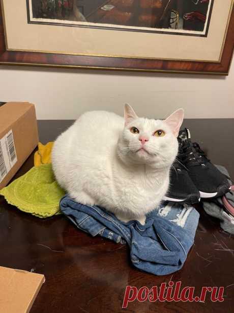 Доказательства тому, что уважение кошек к своим хозяевам – глупый миф и не более того