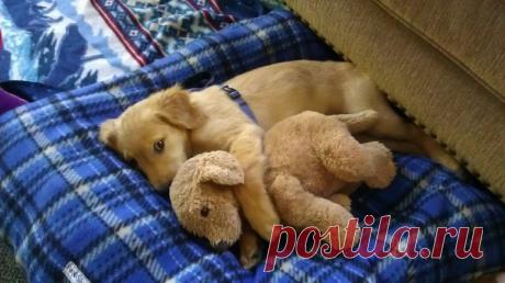 Тихий час у щеночков / Питомцы