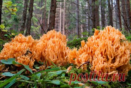 Грибы, которые меня удивили в этом сезоне. Пилолистник, рамария, трутовик серно-желтый. Фото — Ботаничка.ru