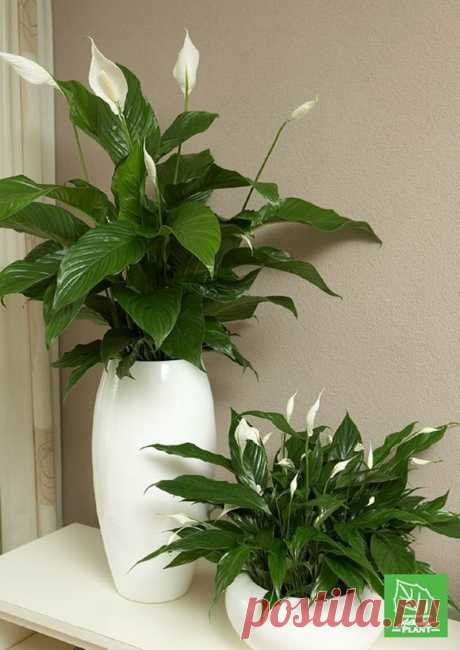 Самое неприхотливое комнатное растение, попавшее в наши квартиры из дождевых лесов Амазонии | Лана-архитектор | Яндекс Дзен