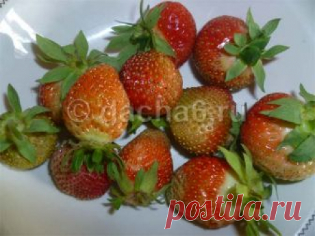 Как продлить плодоношение клубники