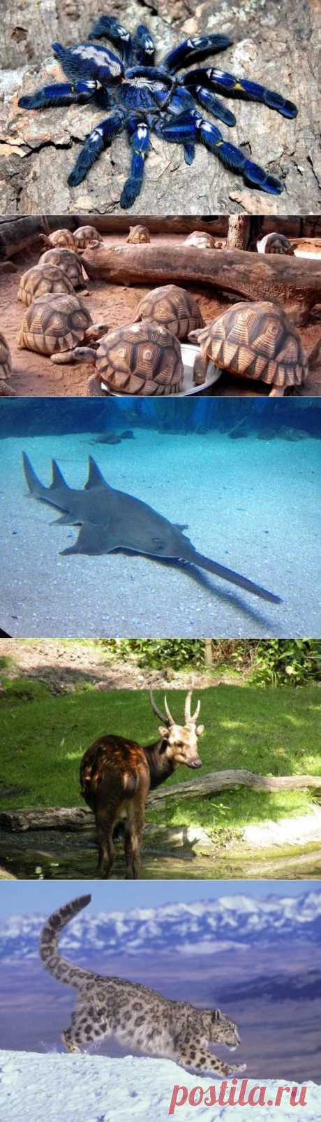 (+1) тема - 15 самых редких в мире животных | НАУКА И ЖИЗНЬ