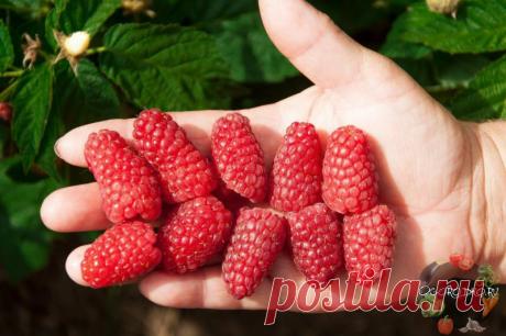 Ах, эта малина, нас к себе манила! Ах, эта малина! – как увеличить урожайность и вырастить сладкие крупные ягоды малины, что необходимо делать, как правильно подкармливать, чем подкармливать, нужно ли