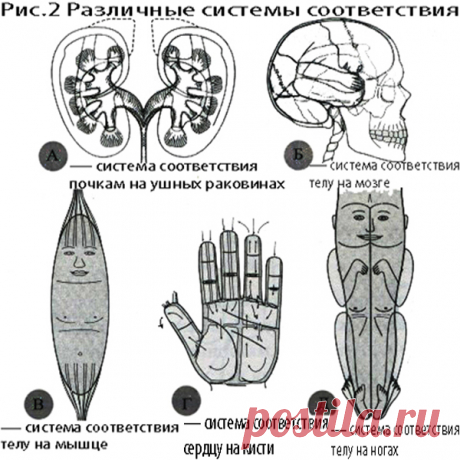 😉: В человеческом теле присутствует бесчисленное множество систем воплощения (или соответствия), представляющих собой энергоинформационные копии всего организма или его отдельных частей (рис. 2).