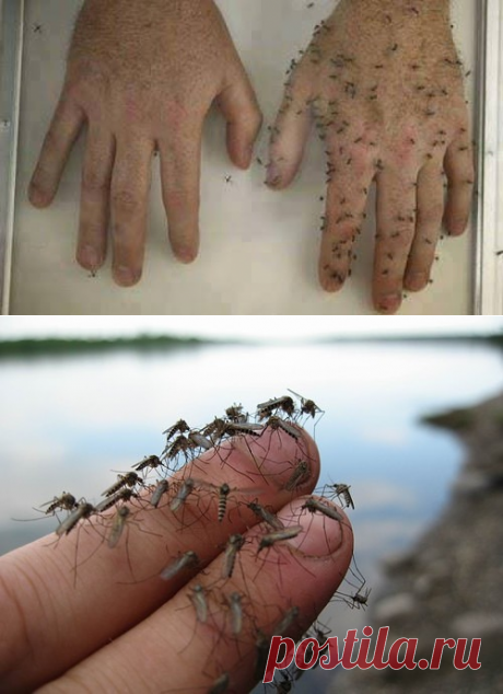 Средство от комаров