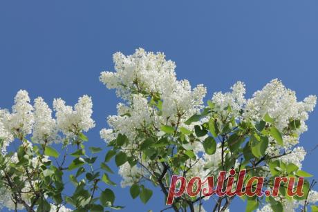Белая сирень