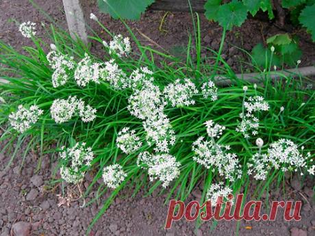 Ветвистый и душистый лук джусай — 6 соток