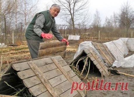 Как правильно укрыть виноград на зиму?