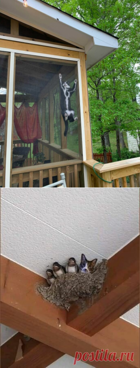 Чудеса,и просто необычное, со всего мира | Мадам Геко | Яндекс Дзен