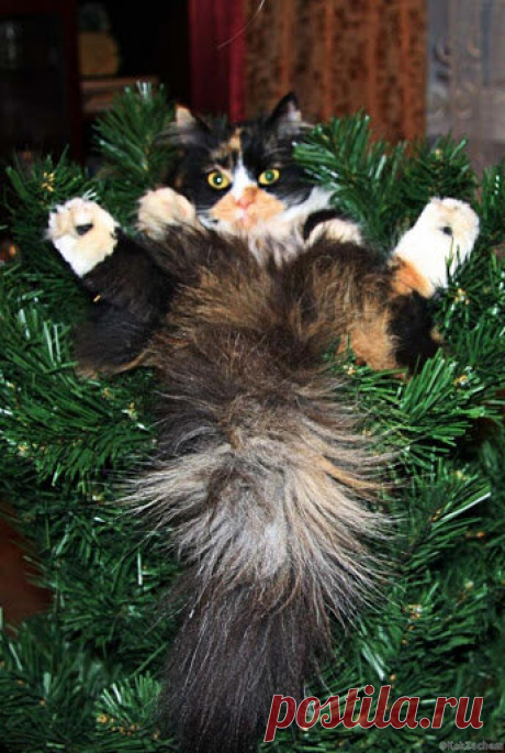 Уморительная подборка новогодних котиков. Смотрите пока нарезаете салаты! 1,5 минуты просмотра заменяют полдня смеха! | Забавный Бим | Яндекс Дзен
