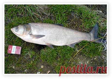 Активатор клева