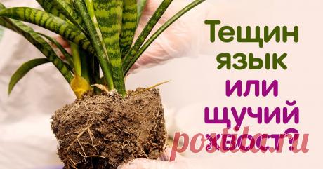Чем отличается «тещин язык» от «щучьего хвоста» Блистательная сансевиерия.