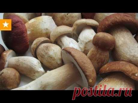 Сушим грибы - быстрый и проверенный способ