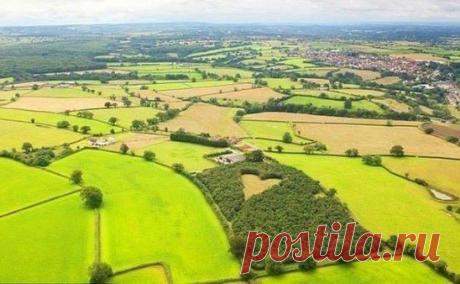 Фермер Уинстон Хауиз в память о своей жене Дженет 17 лет назад высадил эту дубовую рощу. Они прожили в счастливом браке 33 года, но уже 17 лет Уинстону о его жене напоминают эти 6000 дубов.Он часто приходит садиться в центре сердца и вспоминает любимую жену.