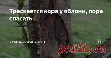 Трескается кора у яблони, пора спасать Многие садоводы сталкиваются с неприятной ситуацией, когда трескается кора у яблони. Чем раньше будет проведено лечение, тем выше шанс спасти дерево от гибели.