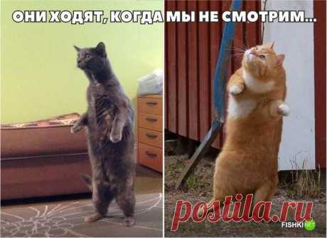 17 фотографий, доказывающих, что кошки медленно превращаются в людей 20 фотографий, доказывающих, что кошки медленно превращаются в людей
Однажды кошки станут доминирующим видом в мире!
Только не говорите потом, что я вас не предупреждала! Источник