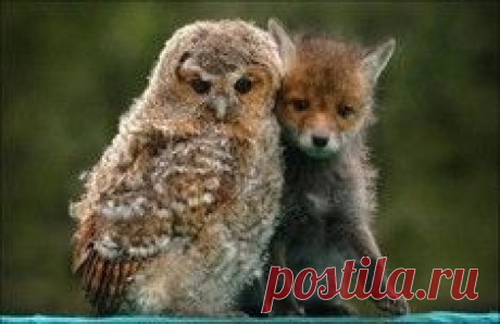 "Когда вдруг осознал, что ты не единственный кот во Вселенной" / Surfingbird - проводи время с пользой для себя!