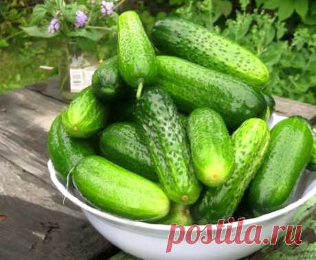Уловки хитрецов ради вкусных огурцов