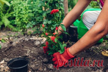 Иногда возникает необходимость пересадить взрослый куст розы — рассказываю, как провести это мероприятие без риска | Азбука огородника | Яндекс Дзен