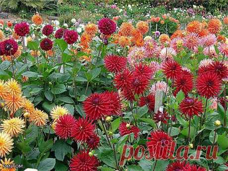 георгины: уход.