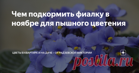 Чем подкормить фиалку в ноябре для пышного цветения С наступлением осени световой день становится все короче. Это очень сильно влияет на комнатные растения. Поэтому в ноябре всегда стараюсь подкормить свои фиалки простыми удобрениями, благодаря которым растение будет пышно цвести даже осенью.