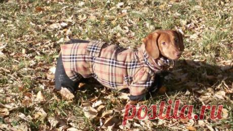 Тёплое пальто для сухой холодной погоды из пальтовой ткани на тёплой подкладочке - работа ЗООателье НЮАНС