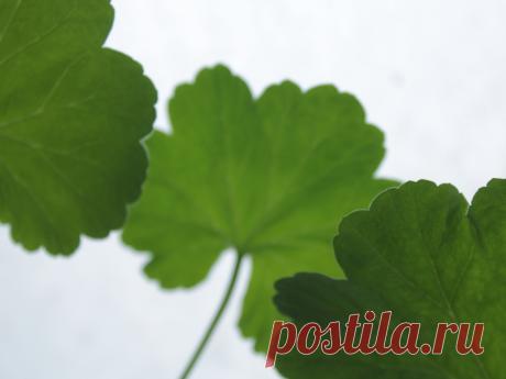 Листы герани
