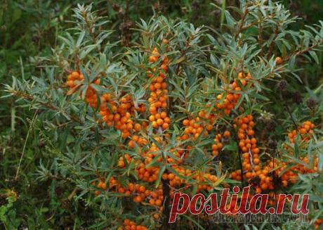 Выращивание облепихи: выбор сорта, посадка и уход Облепиха – ценная плодовая культура. По содержанию некоторых витаминов она является самым настоящим чемпионом. По наличию полезных свойств это уникальное растение можно смело назвать целебным. Поэтому...