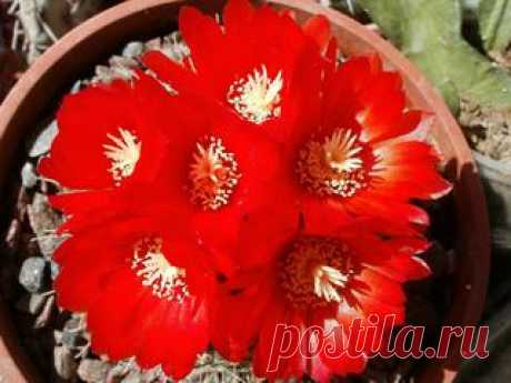 Болезни азалии: почему сбрасывает листья, засыхает и не цветет? Как спасти и реанимировать?