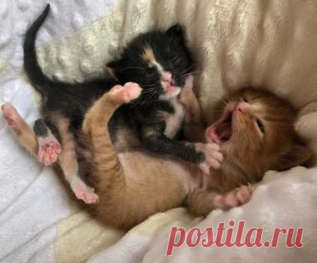 Котята несколько дней выживали на улице в обнимку, пока не подоспела помощь Два крохотных котёнка оказались предоставлены сами себе на улицах города Финикс, штат Аризона. Они выживали, как могли, пока не попались на глаза спасательной группе.
 
Месяц назад Мелинда Блейн, соучредитель Bottle Baby Fosters, узнала о брошенных котятах с раненными лапками. Их маму-кошку ни