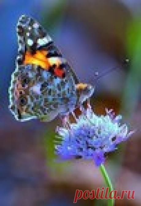 Выкройка женских панталон и трусов