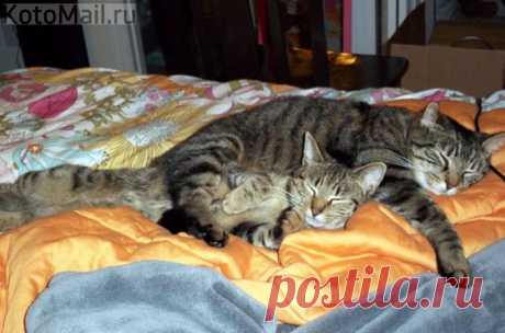 Нежная дремота