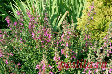 Дубровник обыкновенный (Teucrium chamaedrys). Весенняя обрезка после неудачной зимы