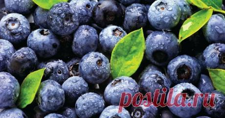 Голубика является отличным средством против многих болезней