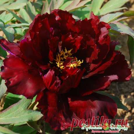 Пион древовидный Хатцугарасу купить по лучшим ценам в Москве