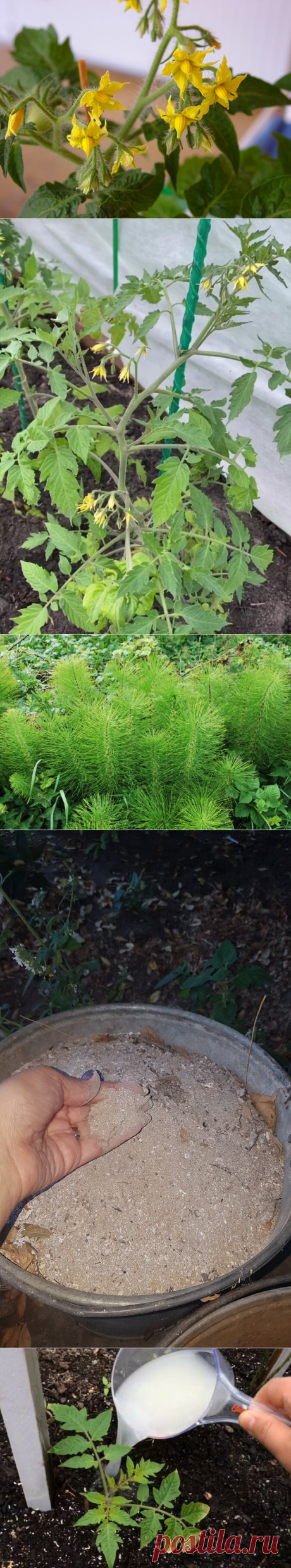 Расскажу простые народные средства, Увеличивающие количество Завязей на помидорах в несколько раз | Огородик у дачи | Яндекс Дзен