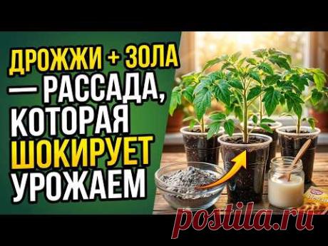 СЕКРЕТ КРЕПОЙ РАССАДЫ: дрожжи и зола, о чём молчат огородники