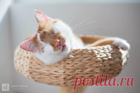 Kazou, um belo gato laranja e branco, vive a melhor vida, apesar de ser cego - Cole & Marmalade
