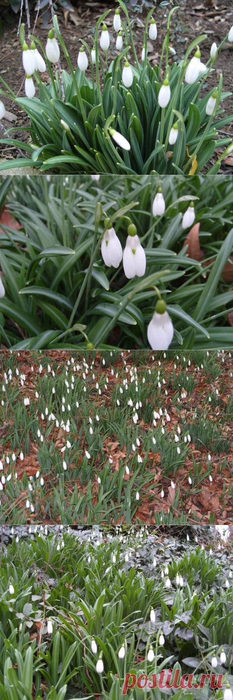 Расцвели подснежники к Крещению / Журнал садовода Uleyskaya / 7dach.ru