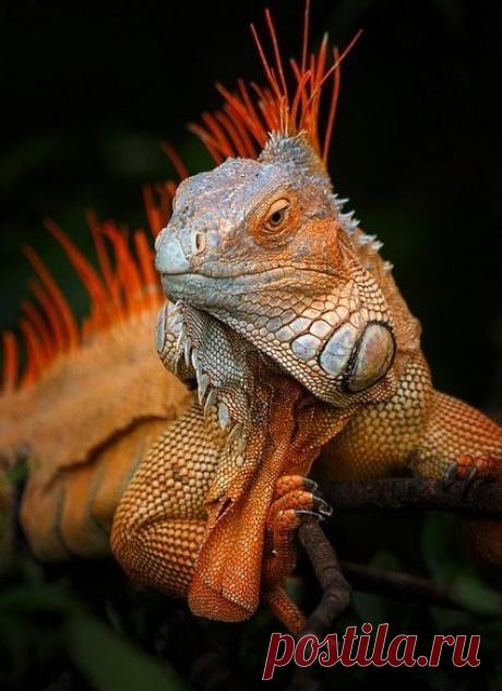 i will be going home when i'm 85