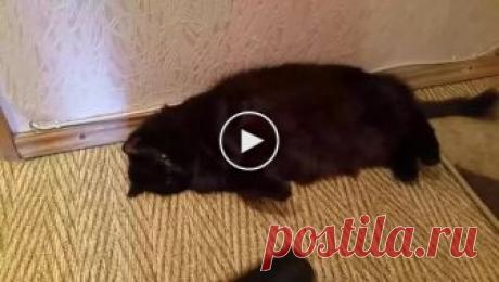 Невозмутимость кота зашкаливает даже при виде пылесоса