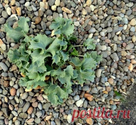 Как вырастить синеголовник из семян? Размножение. Фото — Ботаничка.ru