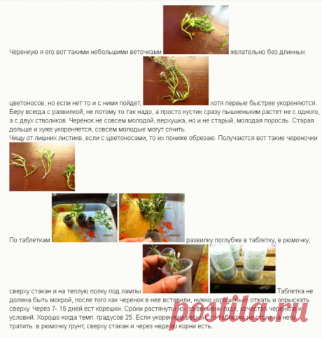 Алиссум (Лобулярия) | Форум о строительстве и загородной жизни – FORUMHOUSE