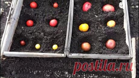 Ceeм тoмaты пoд зиму пpaвильнo. | OK.RU