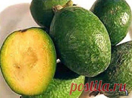 Необычные фрукты - фейхоа. | ДОСТОЙНАЯ ЖИЗНЬ НА ПЕНСИИ