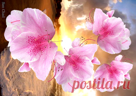 San Chad * Черных А.Д.