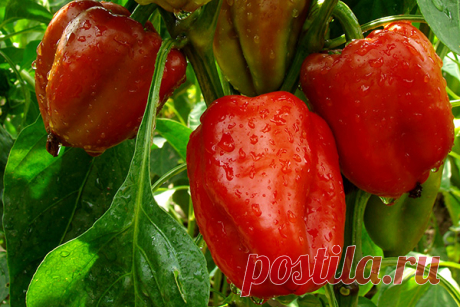 Мясистый сладкий перец — Домашние заботы