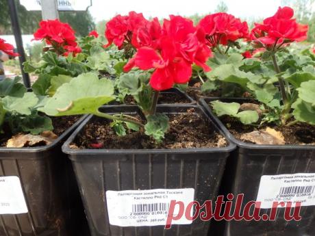 Как сохранить герань зимой | Ваше хозяйство | Дзен