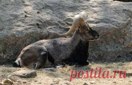 Рога и копыта: топ-10 лучших рогатых в животном мире