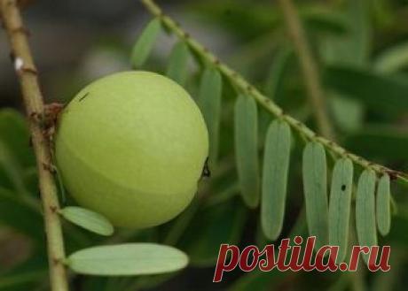 Аюрведические рецепты: амалаки (амла) Амалаки (амла) (Emblica officinalis) - известное растение на Востоке. Оно относится к группе миробаланов. Один из самых богатых источников витамина С. Амалаки содержит различные формы